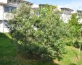 Bois de balai ou bois de buis - Fernelia buxifolia